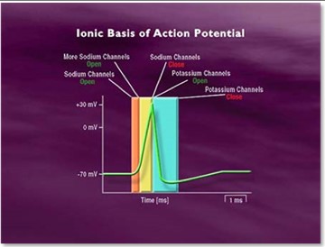 BHV-7000 action potential.jpg