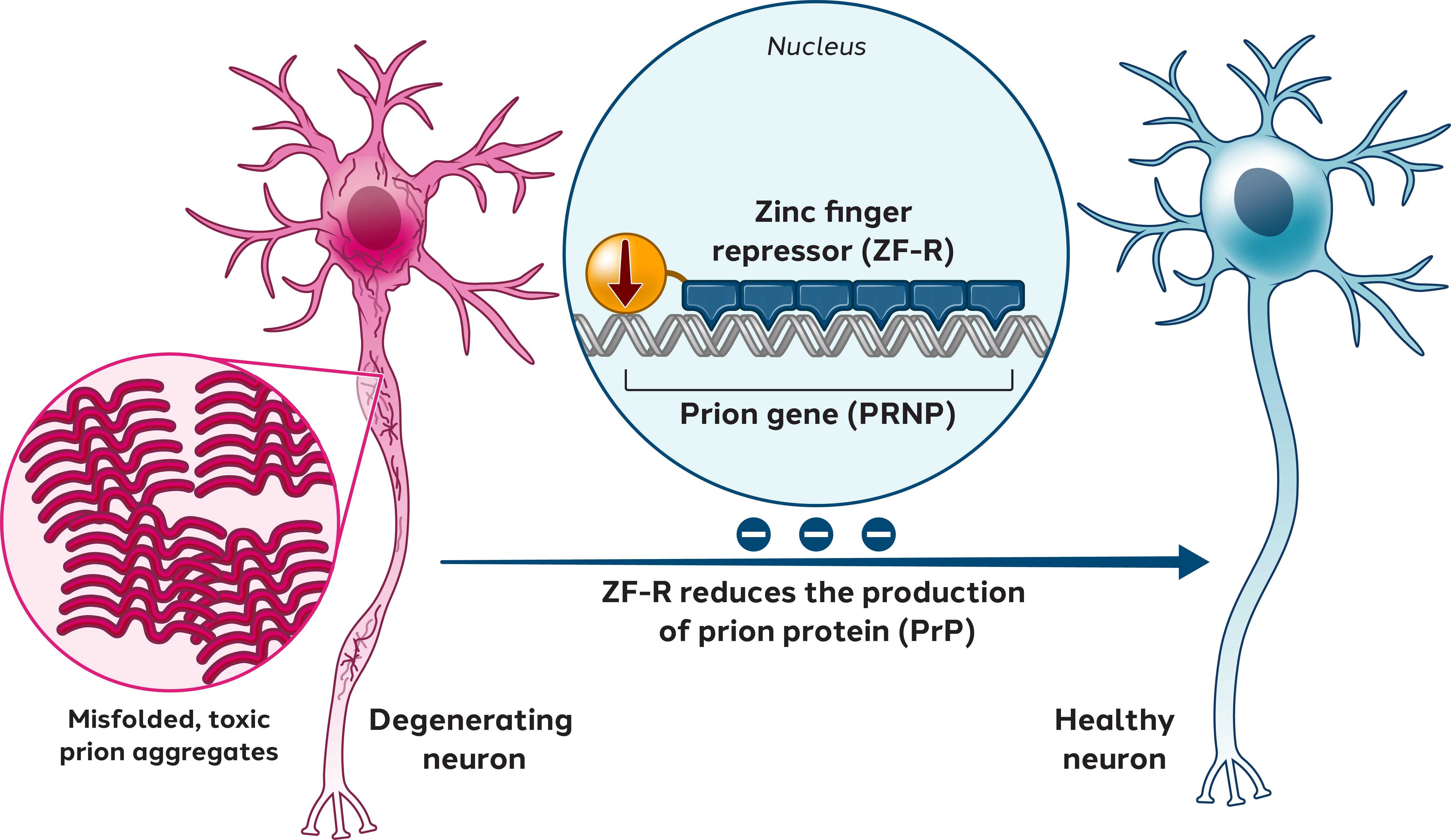 Proprietary programs - Prion 2.jpg