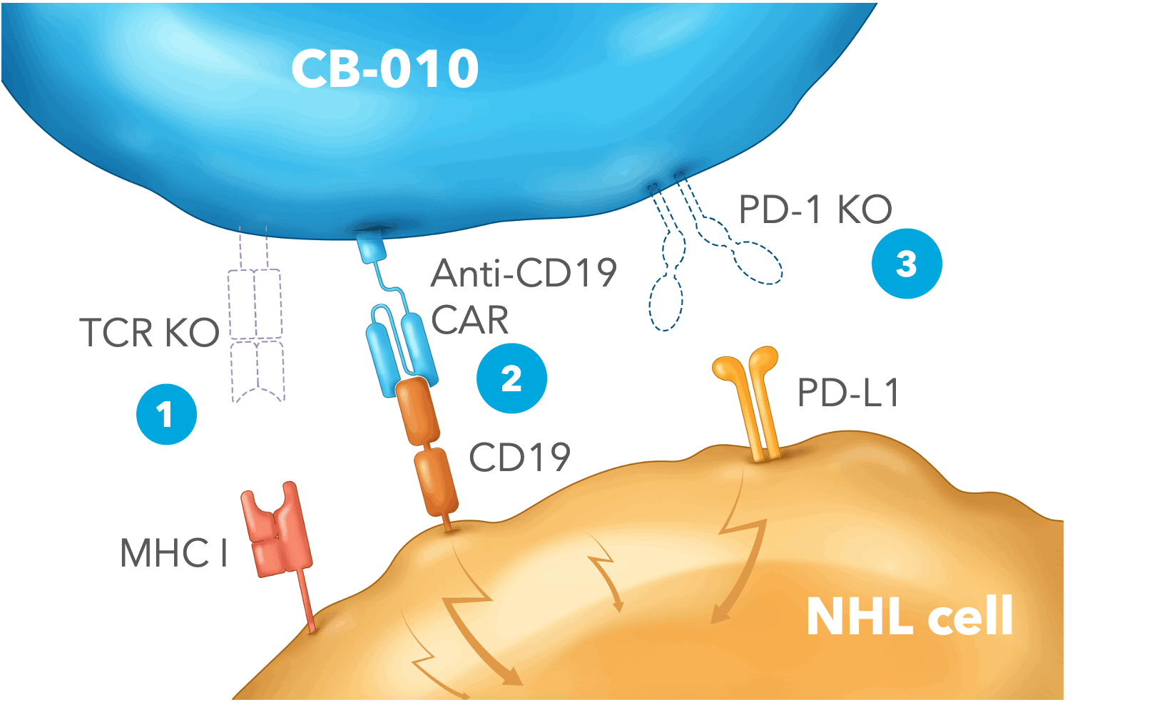 CB-010.gif