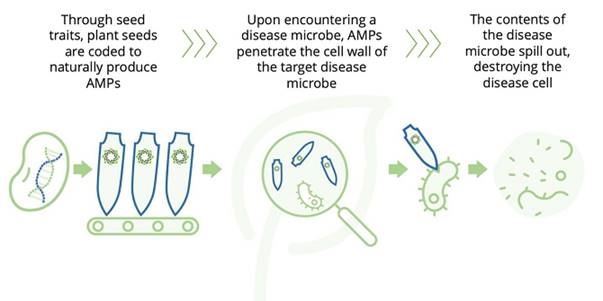 A diagram of a cell wall

Description automatically generated