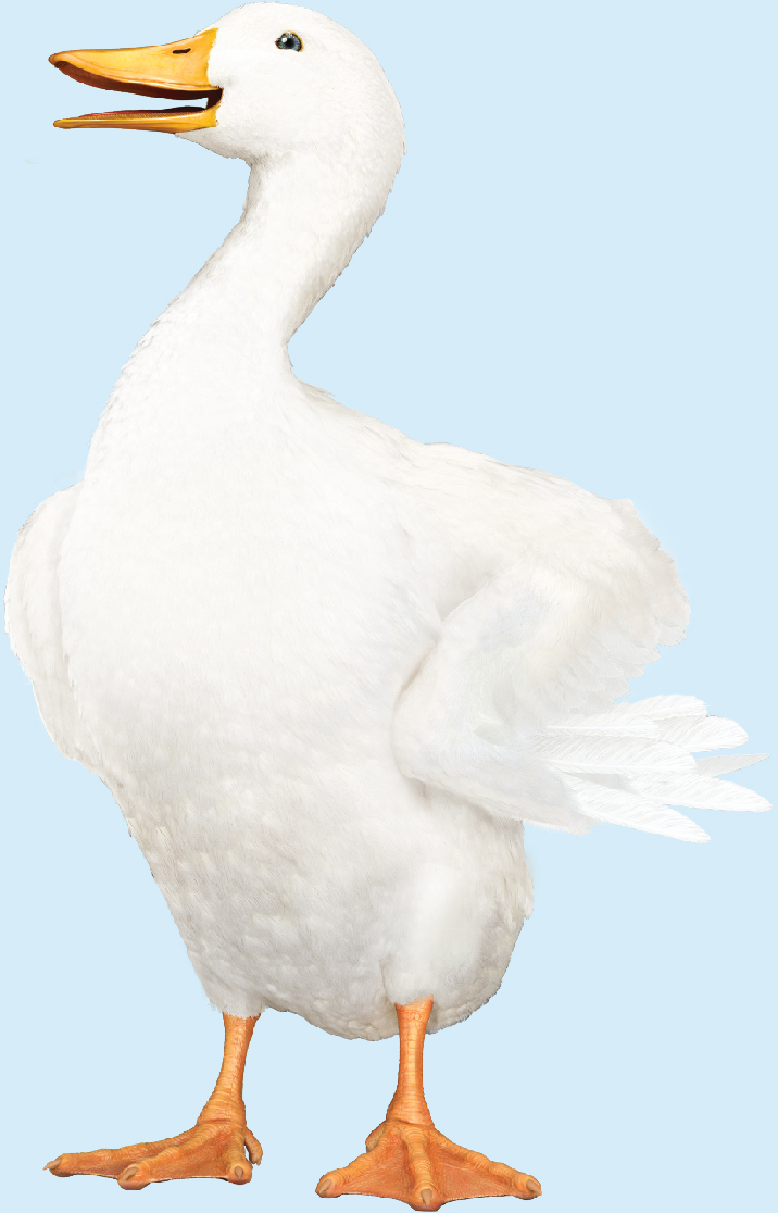 pg72_duck2.jpg