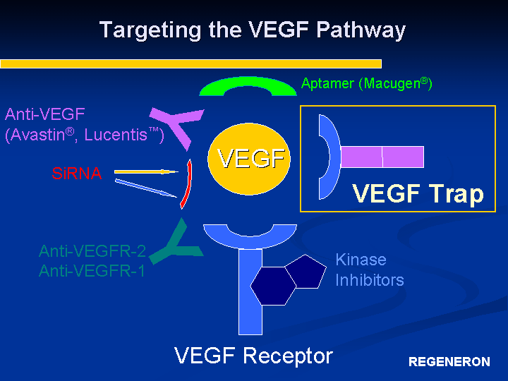 targeting-the-vegf-pathwayvegfyanti-vegfr-2anti-vegfr-1yanti-vegf