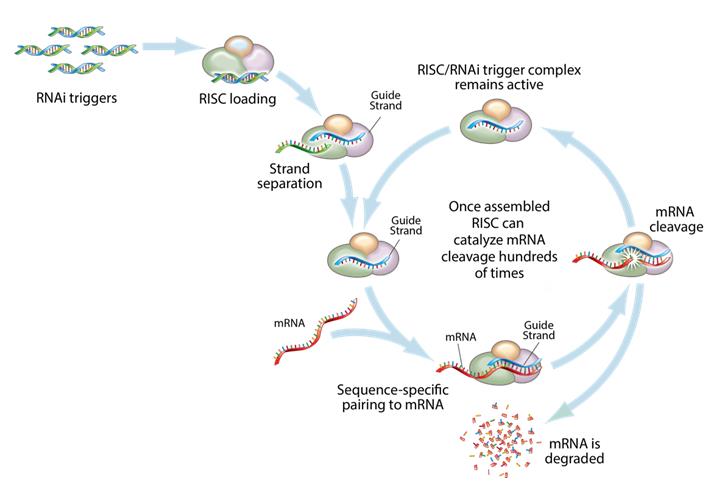 Benefits of RNAi Therapeutics.jpg